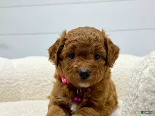 Mini Goldendoodle dogs Rosie 💖🐶 - Ad 2