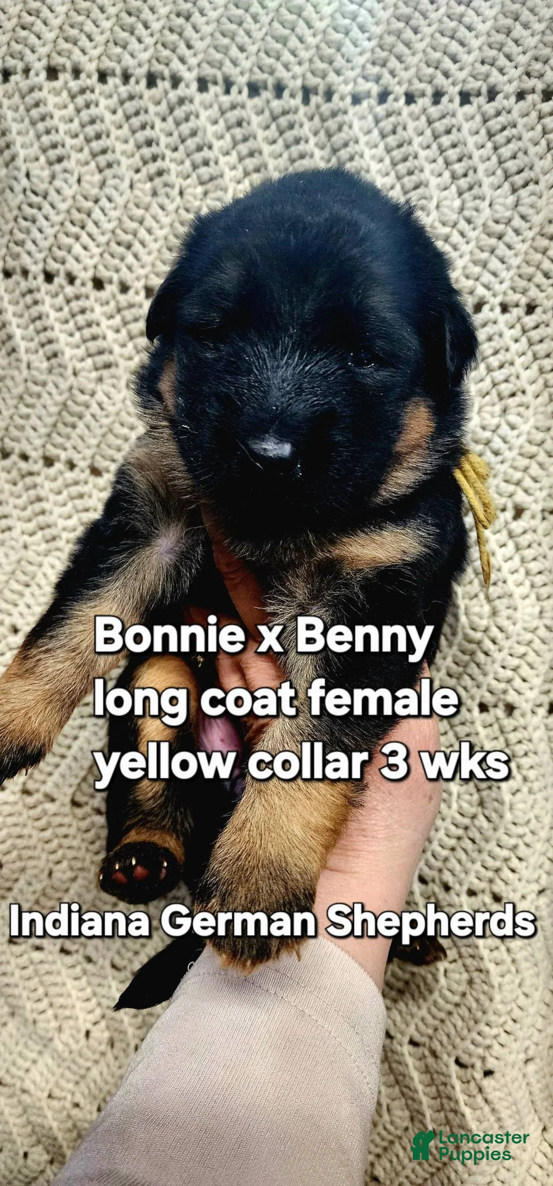 German Shepherd dogs for sale: German Shepherd Puppy yellow collar - Ad 1