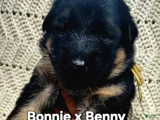 German Shepherd dogs German Shepherd Puppy yellow collar - Ad 30