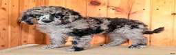 Standard Poodle dogs for sale: Zeek  - Ad 6