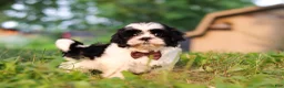 Shih Tzu dogs for sale: Maverick - Ad 4
