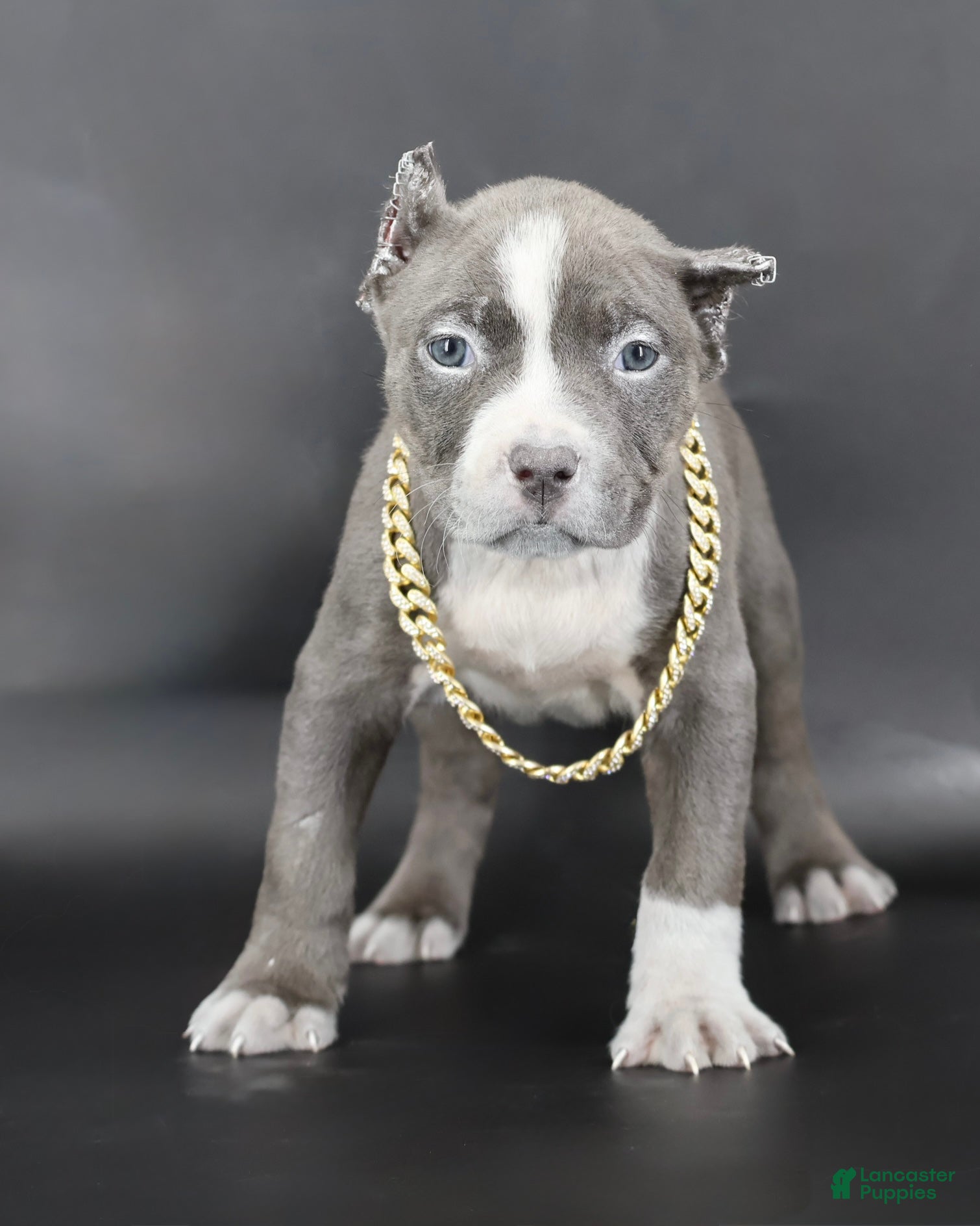 American Bully dogs Velvet - Ad 21