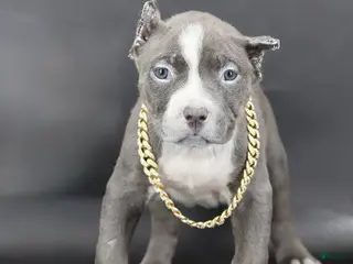 American Bully dogs Velvet - Ad 21