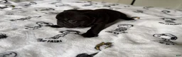French Bulldog dogs for sale: T’Challa - Ad 2