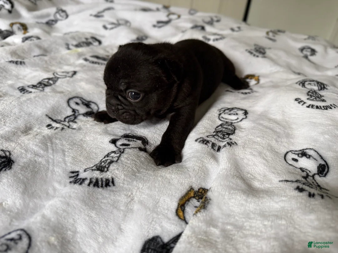 French Bulldog dogs for sale: T’Challa - Ad 2