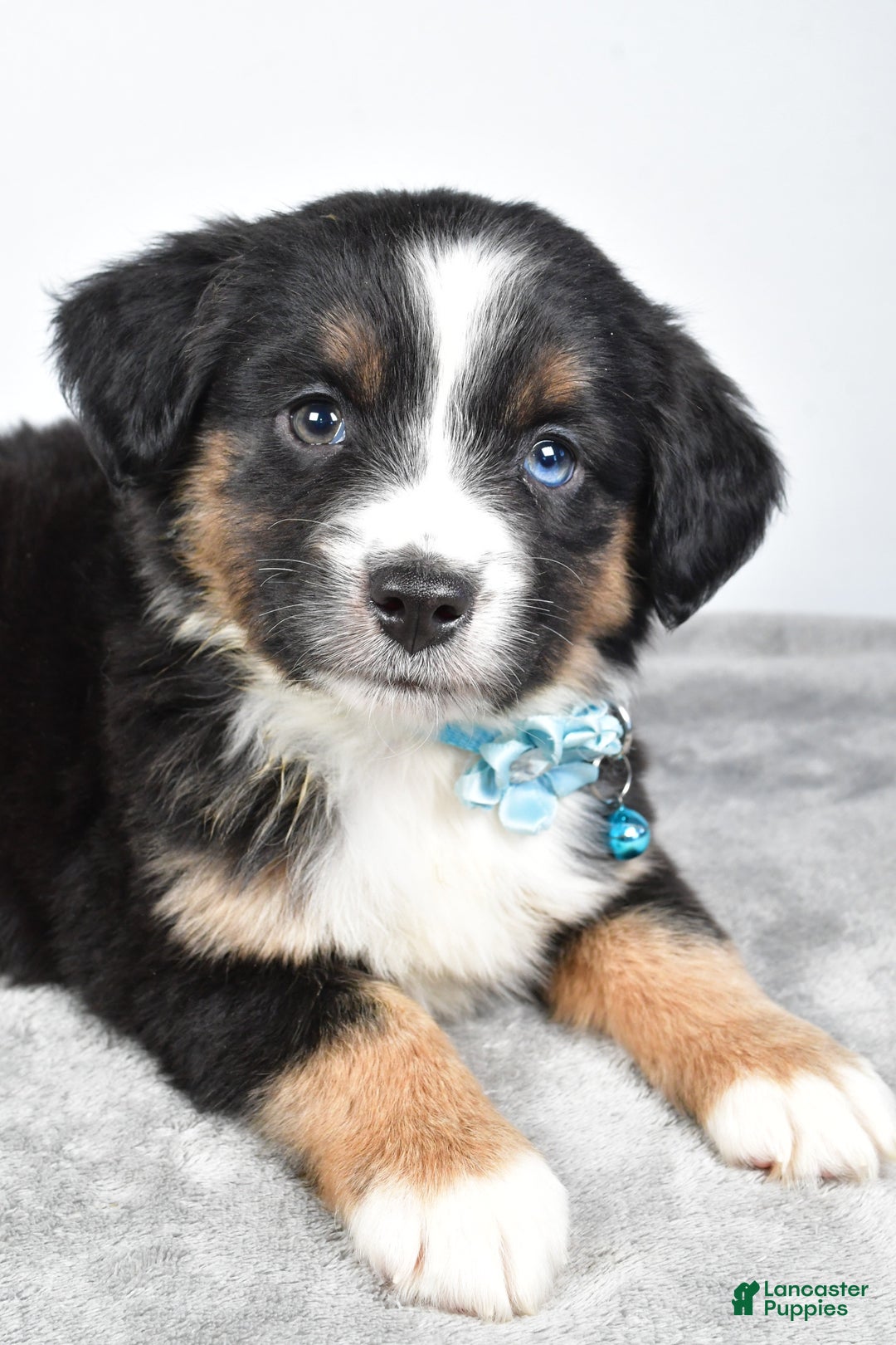 Miniature Australian Shepherd dogs for sale: Rhoda - Ad 9