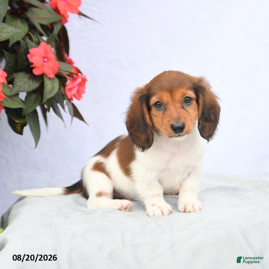 Miniature Dachshund dogs Harmony - Ad 1