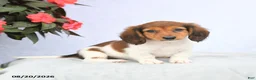 Miniature Dachshund dogs for sale: Harmony - Ad 1