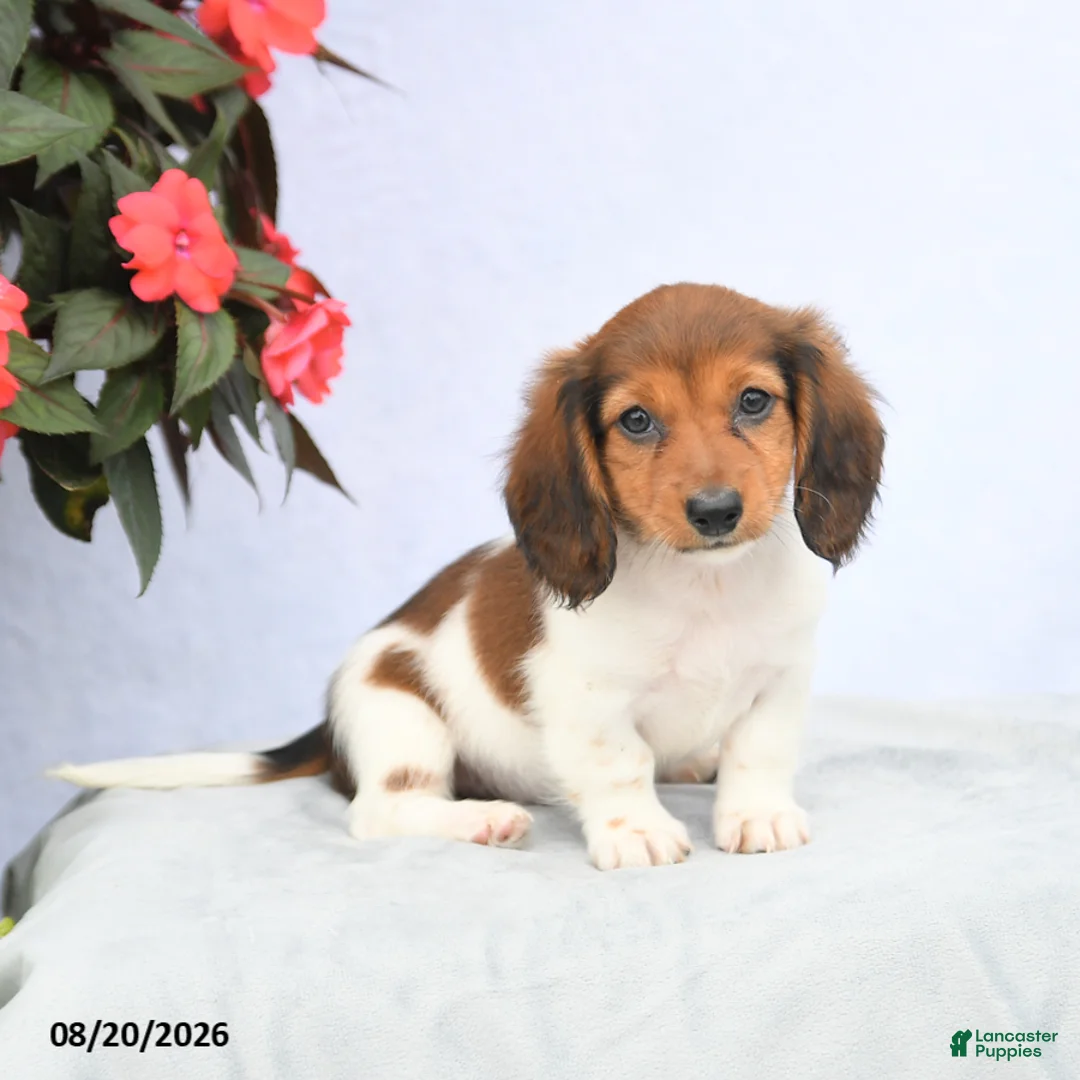 Miniature Dachshund dogs for sale: Harmony - Ad 1