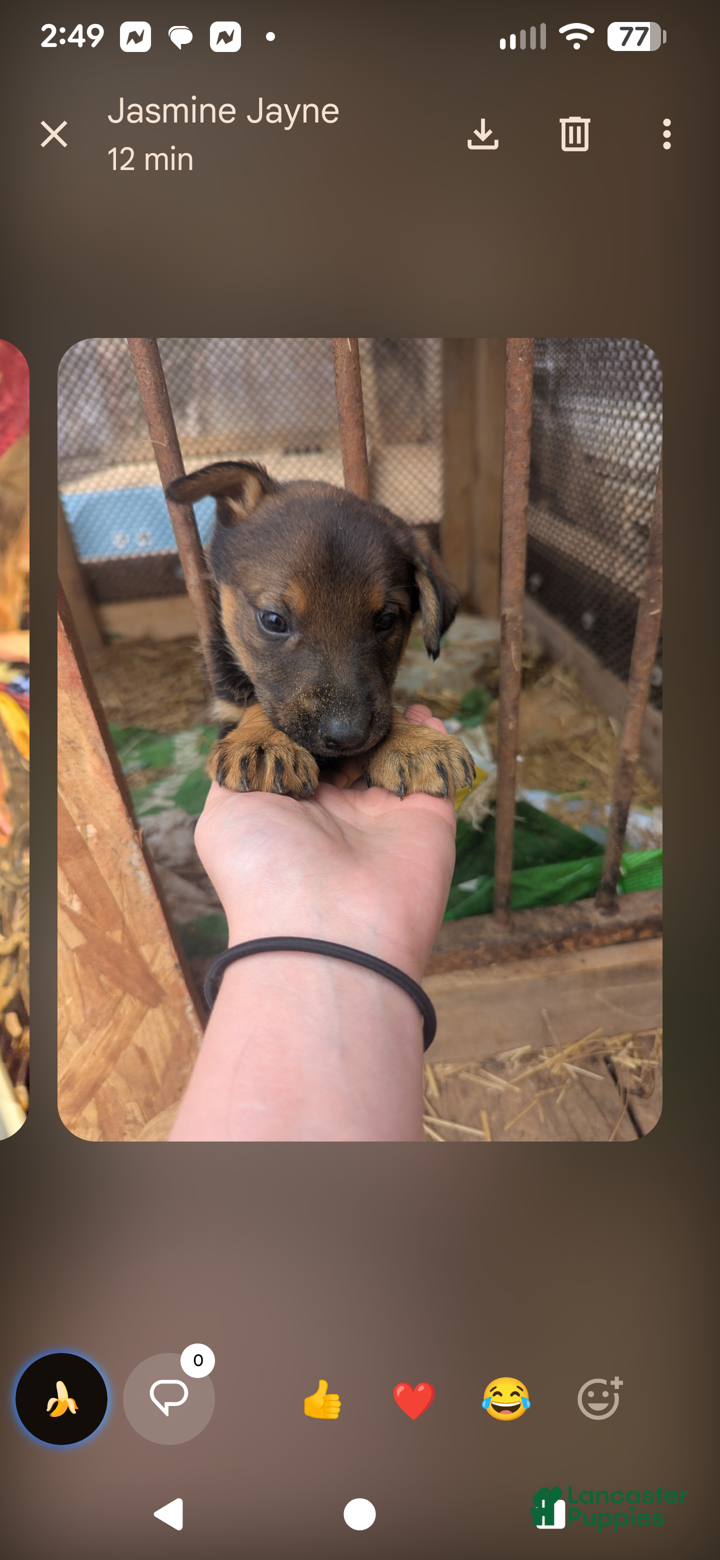 Mixed Breed dogs Mixed Breed Puppy 1 - Ad 24