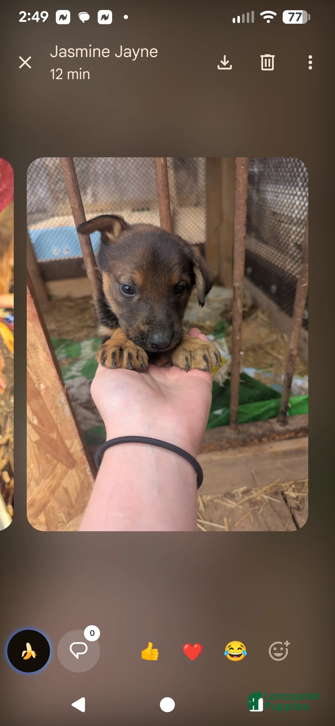 Mixed Breed dogs for sale: Mixed Breed Puppy 1 - Ad 1