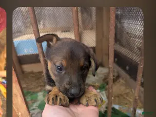 Mixed Breed dogs Mixed Breed Puppy 1 - Ad 24