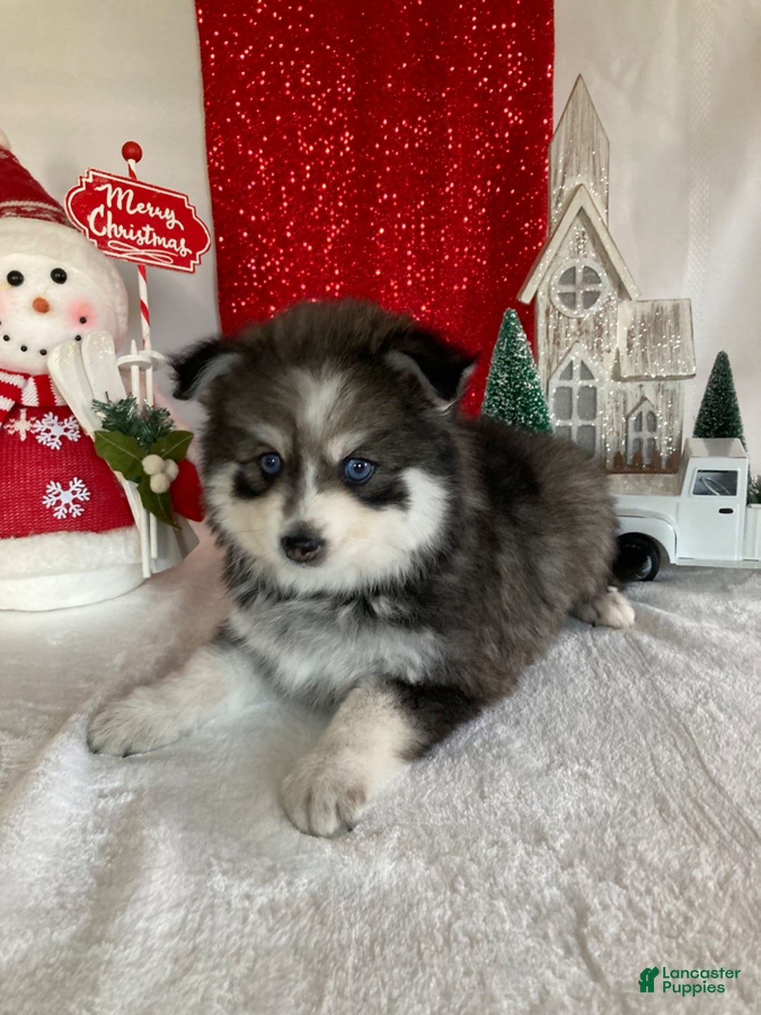 Pomsky dogs for sale: Mart - Ad 3