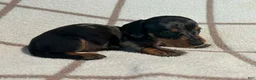 Miniature Dachshund dogs for sale: AKC Woody delivery available  - Ad 5