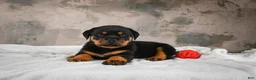 Rottweiler dogs for sale:  Callie 🌸 - Ad 12