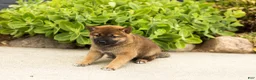 Shiba Inu dogs for sale: Tyler  - Ad 1