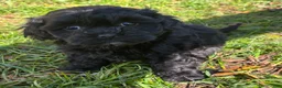 Shihpoo dogs for sale: Poo- bear - Ad 1