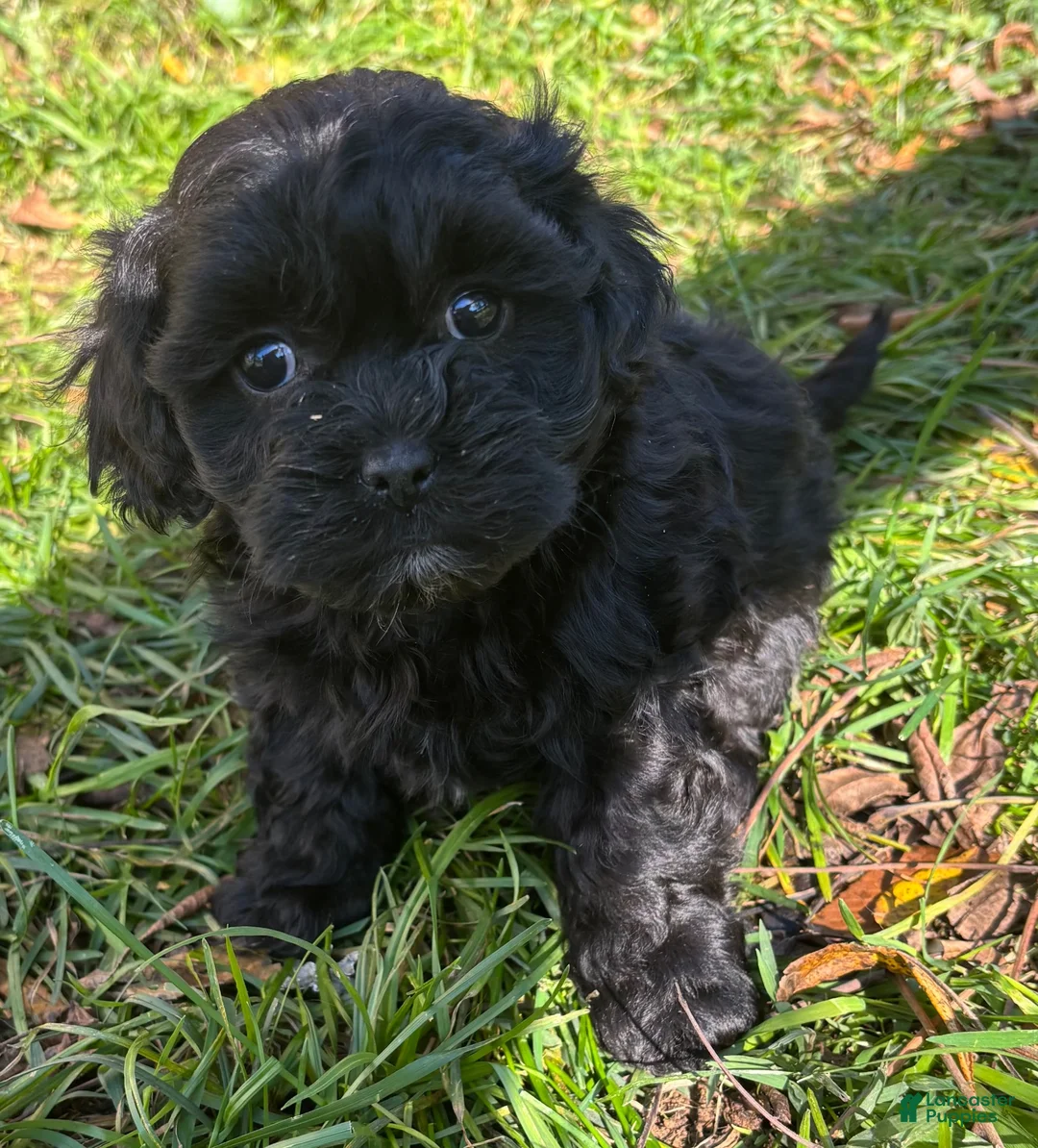 Shihpoo dogs for sale: Poo- bear - Ad 1