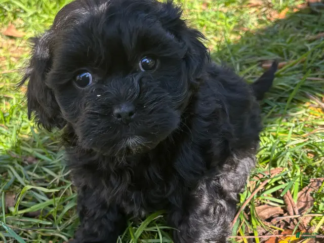 Shihpoo dogs for sale: Poo- bear - Ad 1