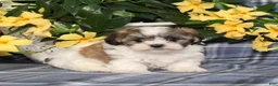 Teddy Bear dogs for sale: Opal - Ad 1