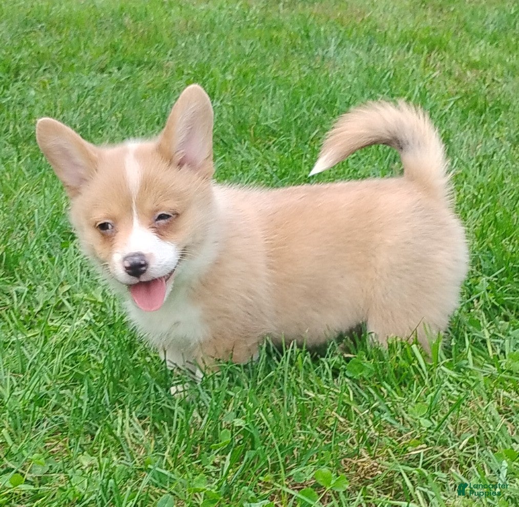 Welsh Corgi Pembroke dogs Penny - Ad 1