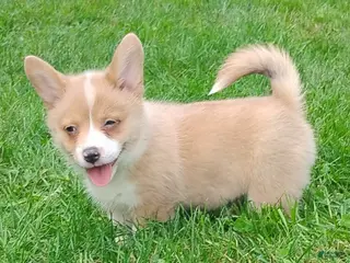 Welsh Corgi Pembroke dogs Penny - Ad 1