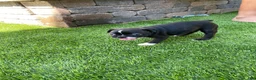 Boston Terrier dogs for sale: Boston Terrier 4 - Ad 8