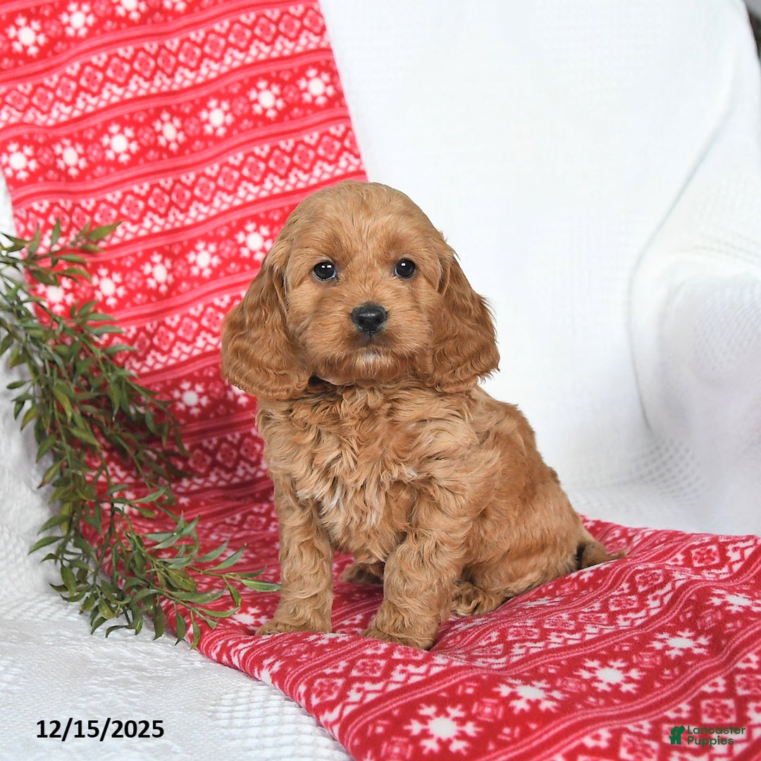 Cockapoo dogs for sale: Ozzy - Ad 2