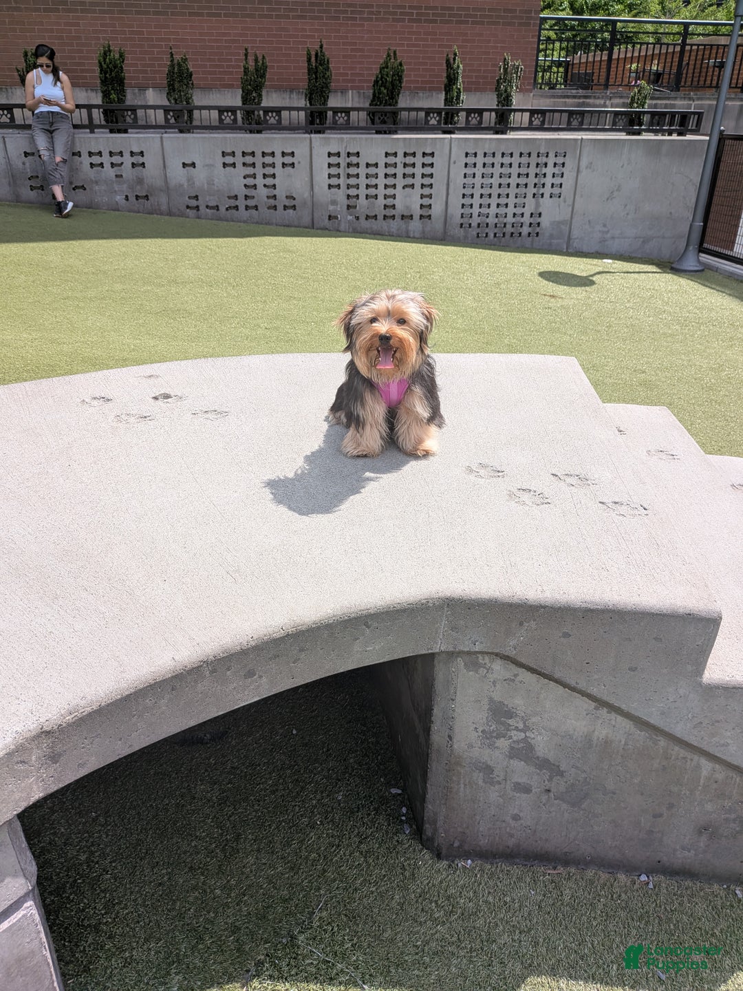 Mixed Breed dogs for sale: Mixed Breed Puppy 2 - Ad 3