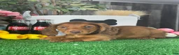 Dachshund dogs for sale: Denver - Ad 3