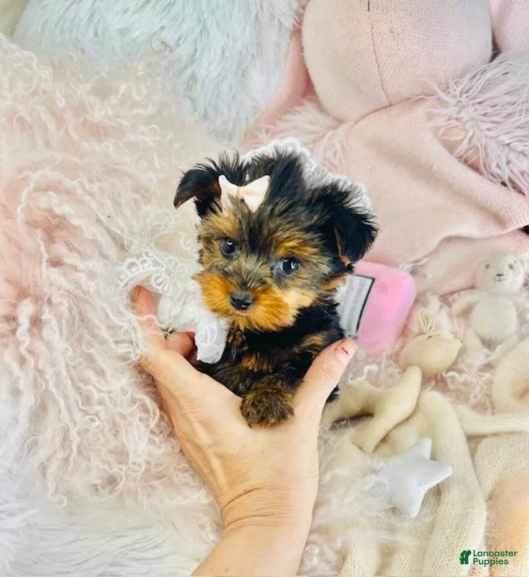 Yorkshire Terrier dogs for sale: Teacup Yorkshire Terrier Puppy 1 - Ad 2