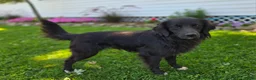 Mixed Breed dogs for sale: Trigger - Ad 3