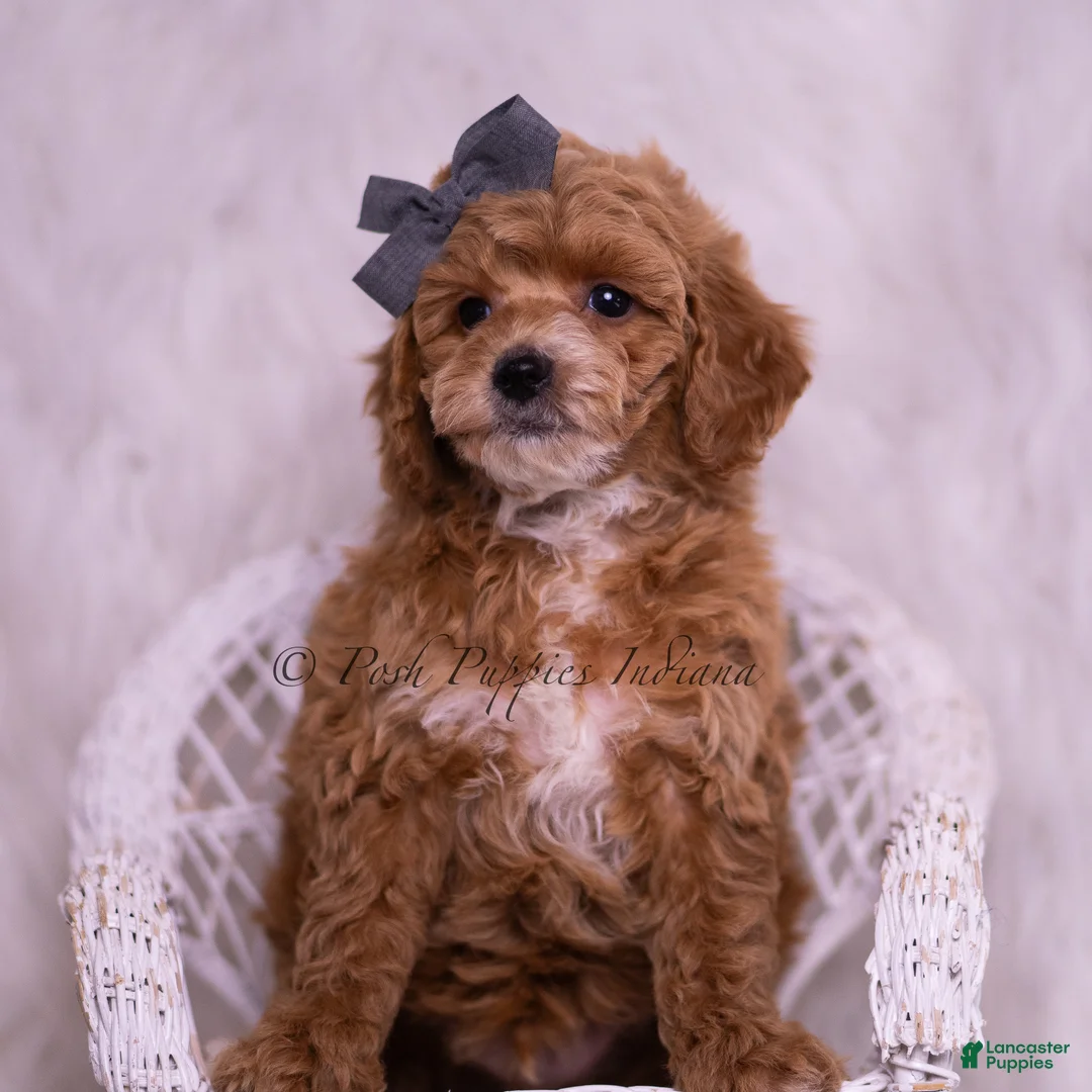 Toy Poodle dogs for sale: Milo - Ad 1