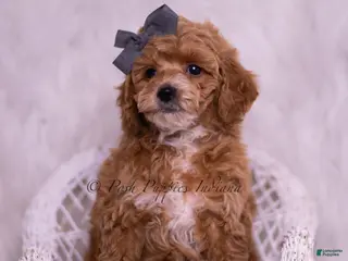 Toy Poodle dogs Milo - Ad 32