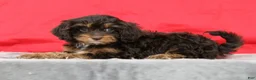 Cavapoo dogs for sale: Candy - Ad 5