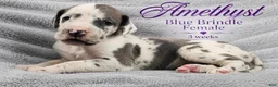 Great Dane dogs for sale: Amethyst  - Ad 7