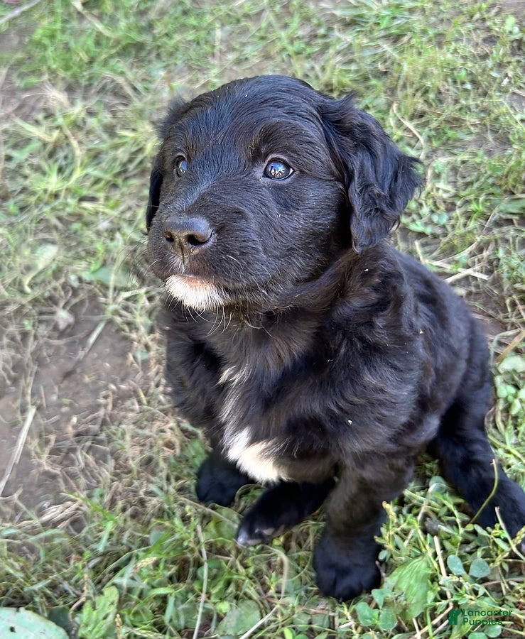 Mixed Breed dogs for sale: Lucy - Ad 1