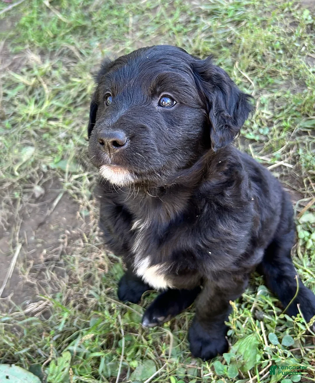 Mixed Breed dogs for sale: Lucy - Ad 1