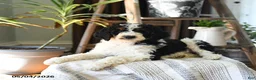 Standard Poodle dogs for sale: Donald - Ad 1