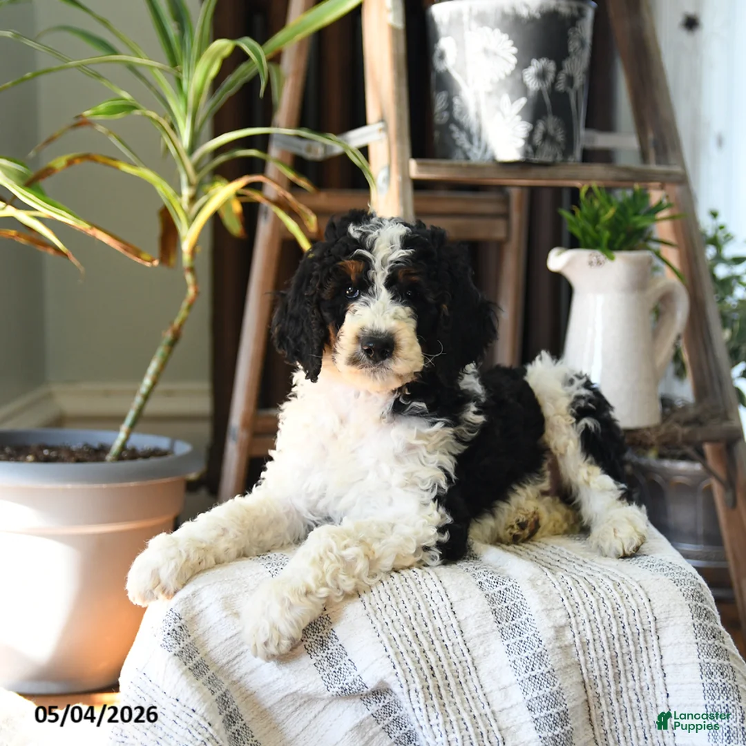 Standard Poodle dogs for sale: Donald - Ad 1