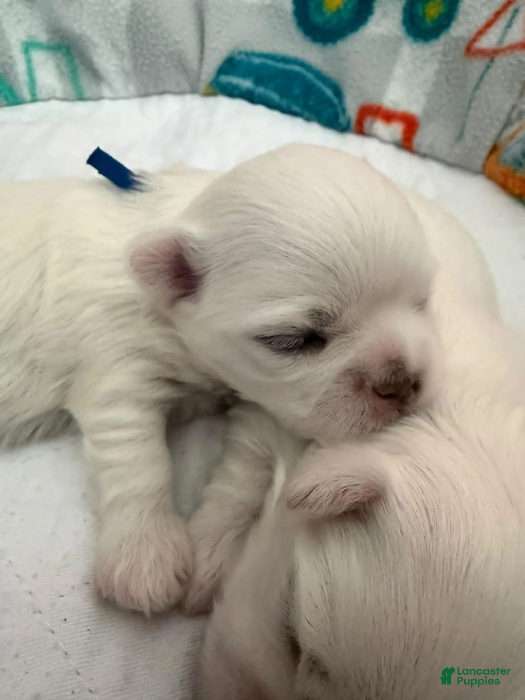 Maltese dogs for sale: Blue - Ad 3