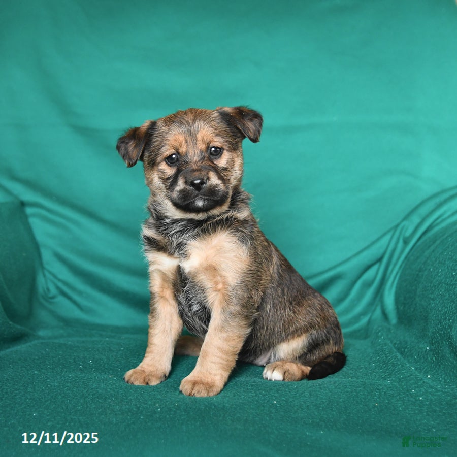 Mixed Breed dogs Twinkle - Ad 2