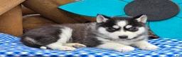 Siberian Husky dogs for sale: Tucker - Ad 3