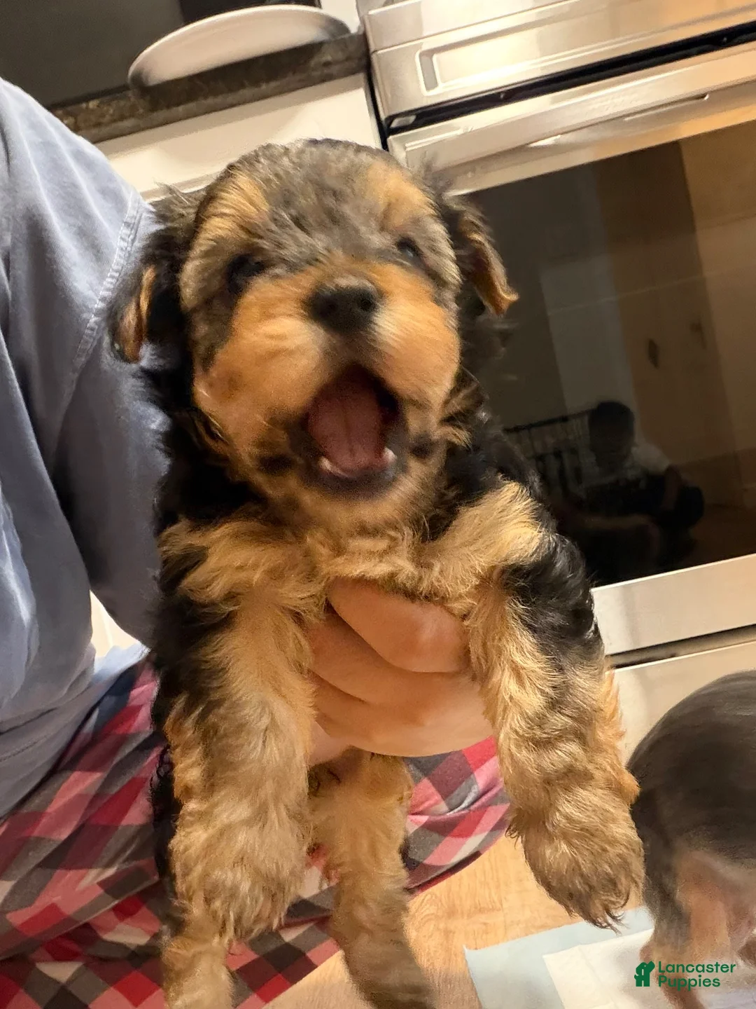 Yorkiepoo dogs for sale: Yorkiepoo Puppy 2 - Ad 2