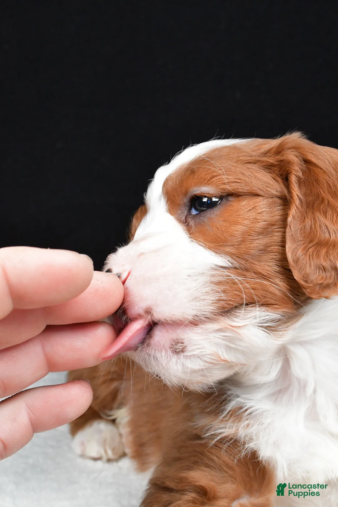 Mini Goldendoodle dogs for sale: Blaze - Ad 11