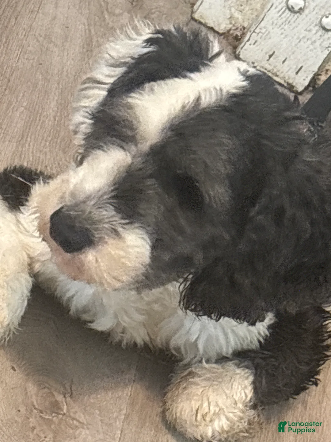 Mini Sheepadoodle dogs for sale: Mini Sheepadoodle 1 - Ad 1