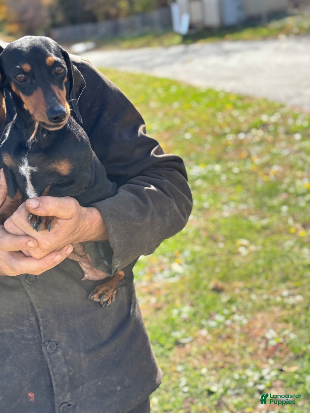 Miniature Dachshund dogs for sale: Tessie - Ad 10