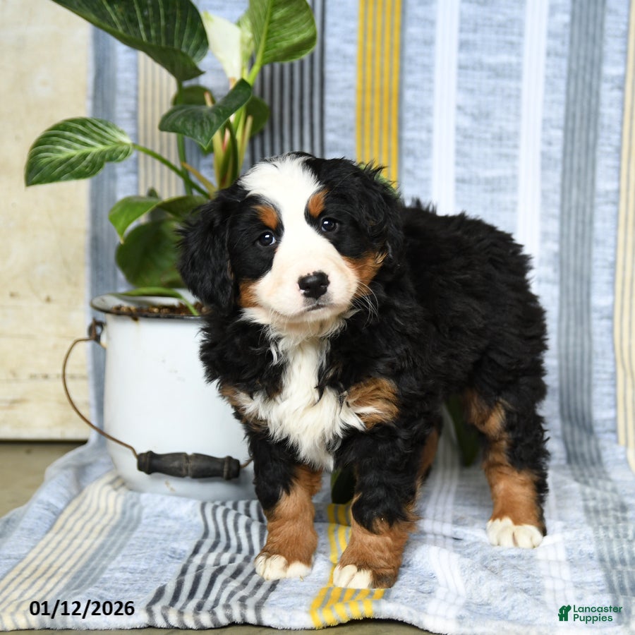 Bernese Mountain Dog dogs Bubbles - Ad 20