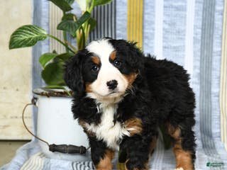 Bernese Mountain Dog dogs Bubbles - Ad 34