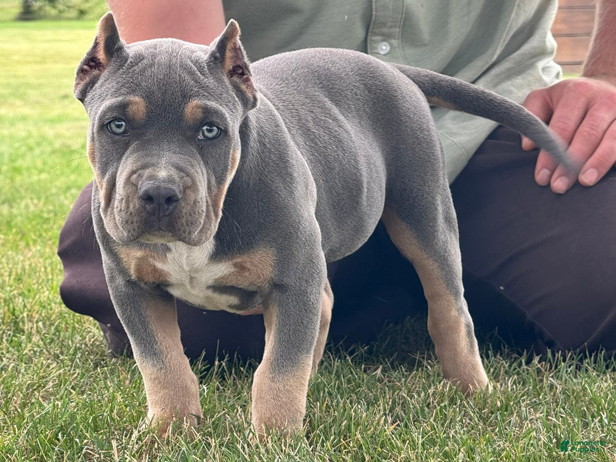 American Bully dogs Hurley - Ad 2